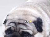 Pug Bebeklerimiz