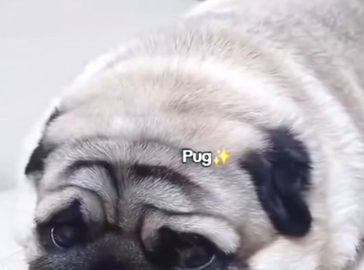 Pug Bebeklerimiz görsel