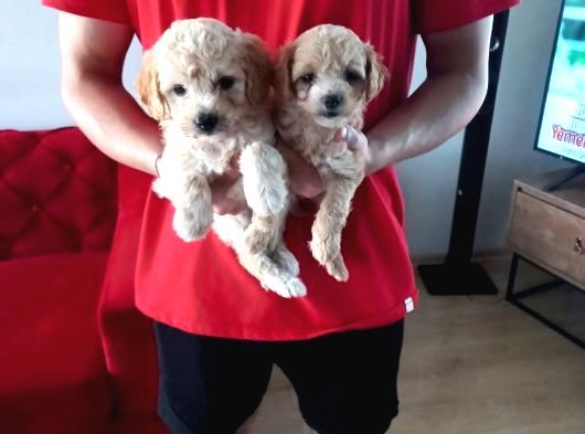 Topaç Gibi Maltipoo Bebeklerimiz görsel