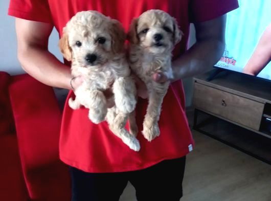 Topaç Gibi Maltipoo Bebeklerimiz görsel