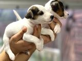 Irk Ve Sağlık Garantili Kısa Bacak Jack Russel Bebekler