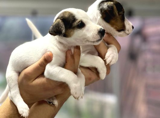 Irk Ve Sağlık Garantili Kısa Bacak Jack Russel Bebekler görsel