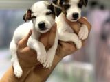 Irk Ve Sağlık Garantili Kısa Bacak Jack Russel Bebekler