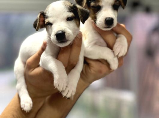 Irk Ve Sağlık Garantili Kısa Bacak Jack Russel Bebekler görsel