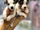 Irk Ve Sağlık Garantili Kısa Bacak Jack Russel Bebekler