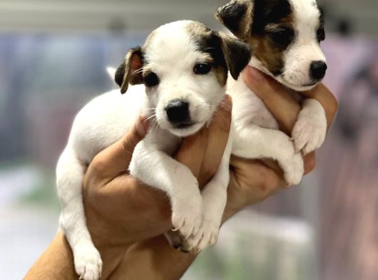 Irk ve sağlık garantili kısa bacak jack russel bebekler