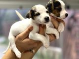 Irk Ve Sağlık Garantili Kısa Bacak Jack Russel Bebekler