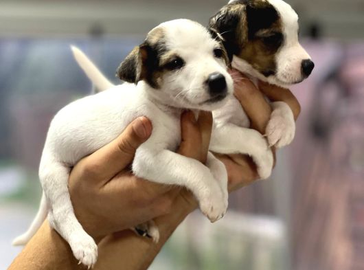 Irk Ve Sağlık Garantili Kısa Bacak Jack Russel Bebekler görsel