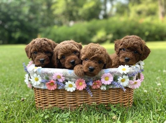 Mi̇ni̇k Poodle Yavrular İçi̇n Ulaşabi̇li̇rsi̇ni̇z