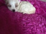 Sevimli morkie yavrumuz yeni sahibini beklıyor