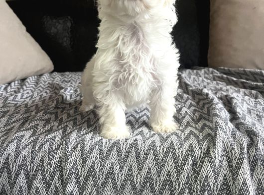 Kore Malti̇po Türki̇yeni̇n En Mi̇ni̇ği̇ En Uygunu görsel