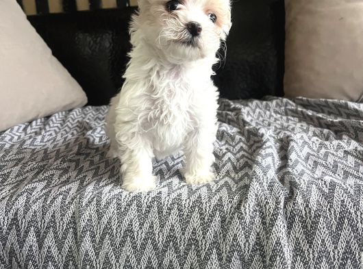 Kore Malti̇po Türki̇yeni̇n En Mi̇ni̇ği̇ En Uygunu görsel