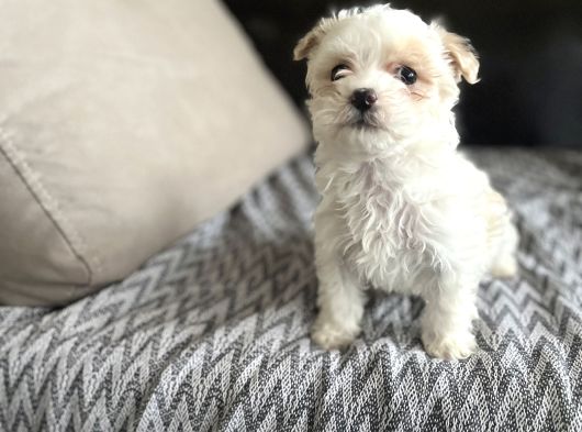 Kore Malti̇po Türki̇yeni̇n En Mi̇ni̇ği̇ En Uygunu görsel