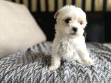 Kore Malti̇po Türki̇yeni̇n En Mi̇ni̇ği̇ En Uygunu