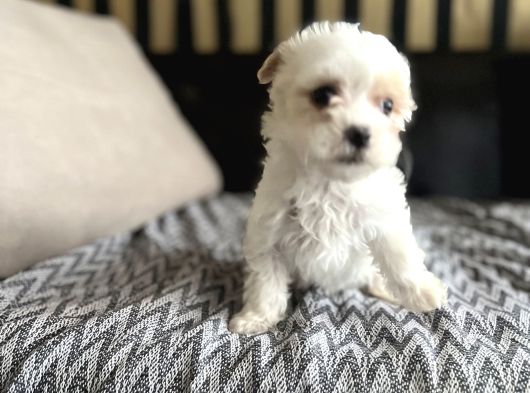 Kore Malti̇po Türki̇yeni̇n En Mi̇ni̇ği̇ En Uygunu görsel