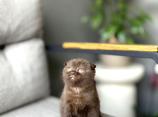 Scottish Fold Ci̇nnamon Yavrum Tesli̇me Hazir görsel