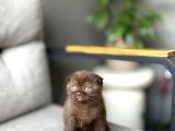Scottish Fold Ci̇nnamon Yavrum Tesli̇me Hazir