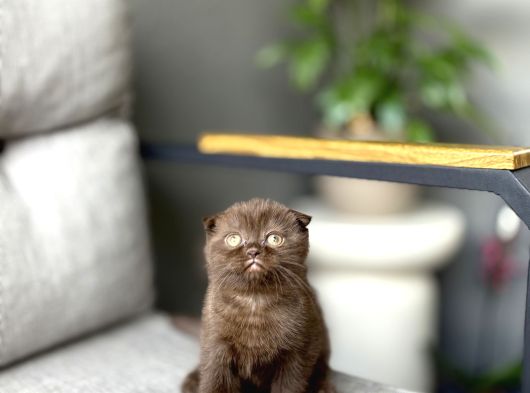 Scottish Fold Ci̇nnamon Yavrum Tesli̇me Hazir görsel