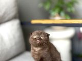 Scottish Fold Ci̇nnamon Yavrum Tesli̇me Hazir