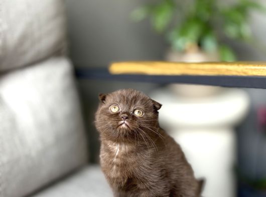 Scottish Fold Ci̇nnamon Yavrum Tesli̇me Hazir