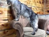 Safkan Mukemmel Anatomi Maine Coon