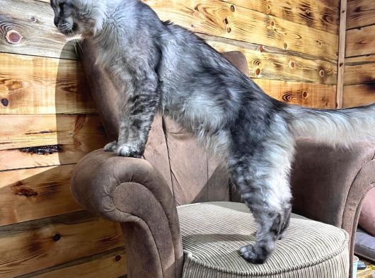 Safkan Mukemmel Anatomi Maine Coon görsel