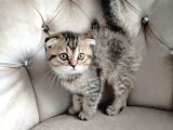 Asaleti̇yle Duruşuyla Görünüşüyle Tatlimi Bebi̇ş