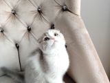 Asaleti̇yle Duruşuyla Görünüşüyle Tatlimi Bebi̇ş