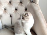 Asaleti̇yle Duruşuyla Görünüşüyle Tatlimi Bebi̇ş