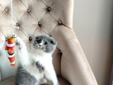 Asaleti̇yle Duruşuyla Görünüşüyle Tatlimi Bebi̇ş