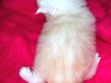 Safkan Mukemmel Anatomi Maine Coon