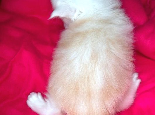 Safkan Mukemmel Anatomi Maine Coon görsel