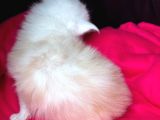 Safkan Mukemmel Anatomi Maine Coon