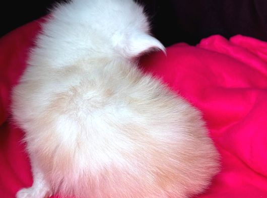 Safkan Mukemmel Anatomi Maine Coon görsel