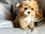 Ev Ortamında Büyüyen Maltipoo Yavrularımız