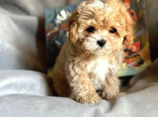 Ev Ortamında Büyüyen Maltipoo Yavrularımız görsel