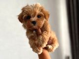 Ev Ortamında Büyüyen Maltipoo Yavrularımız