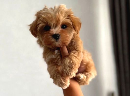 Ev Ortamında Büyüyen Maltipoo Yavrularımız görsel