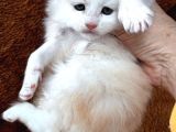 Safkan Mukemmel Anatomi Maine Coon