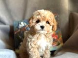 Ev Ortamında Büyüyen Maltipoo Yavrularımız