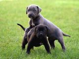İri Cüsseye Sahip Anatomi Harikası Rottweiler Yavrular