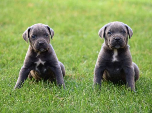 İri Cüsseye Sahip Anatomi Harikası Rottweiler Yavrular