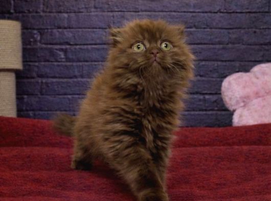 Vonalp Pet Garantisiyle Ci̇nnamon Scottish Fold