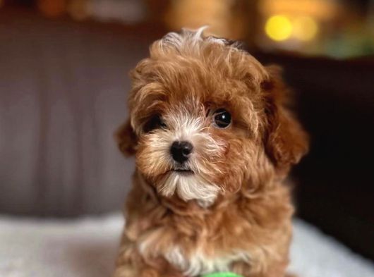 Ev Üretimi A Kalite Malti̇poo Yavrular görsel