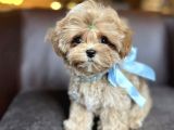Ev Ortamında Büyüyen Maltipoo Yavrularımız