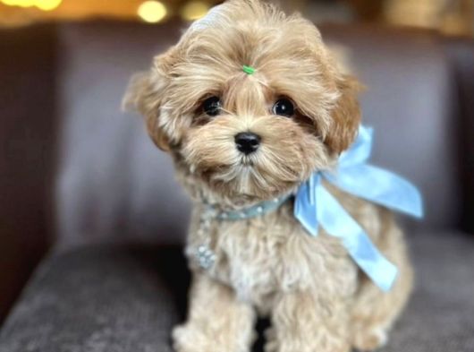 Ev Ortamında Büyüyen Maltipoo Yavrularımız görsel