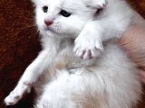 Safkan Mukemmel Anatomi Maine Coon