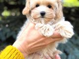 Ev Üretimi A Kalite Malti̇poo Yavrular