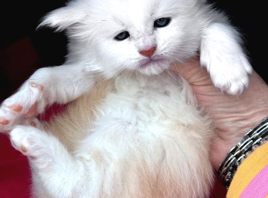 Safkan Mukemmel Anatomi Maine Coon