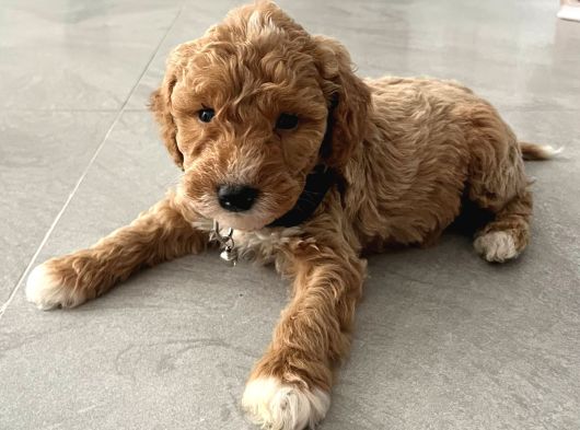 Malti̇poo Ci̇nsi̇ Yavrular Ev Üreti̇mi̇